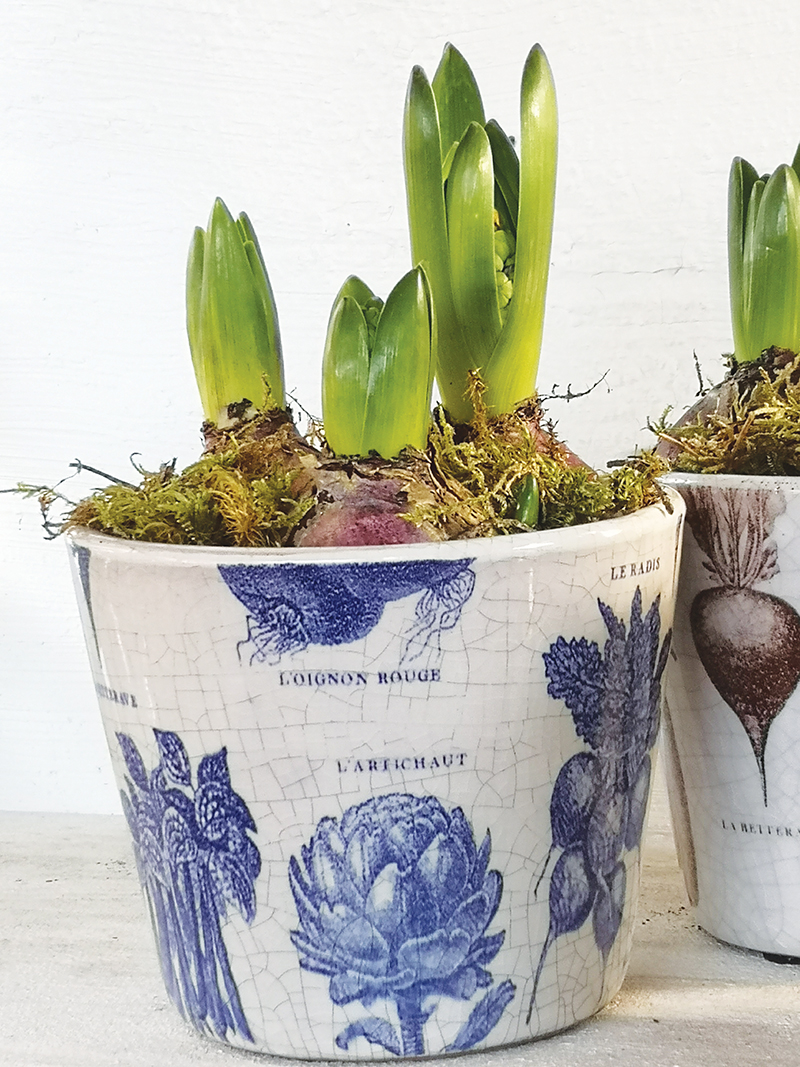 PLANT POT POTAGER MIXED COLS L AST/3 14x12cm /6 - Casa Verde